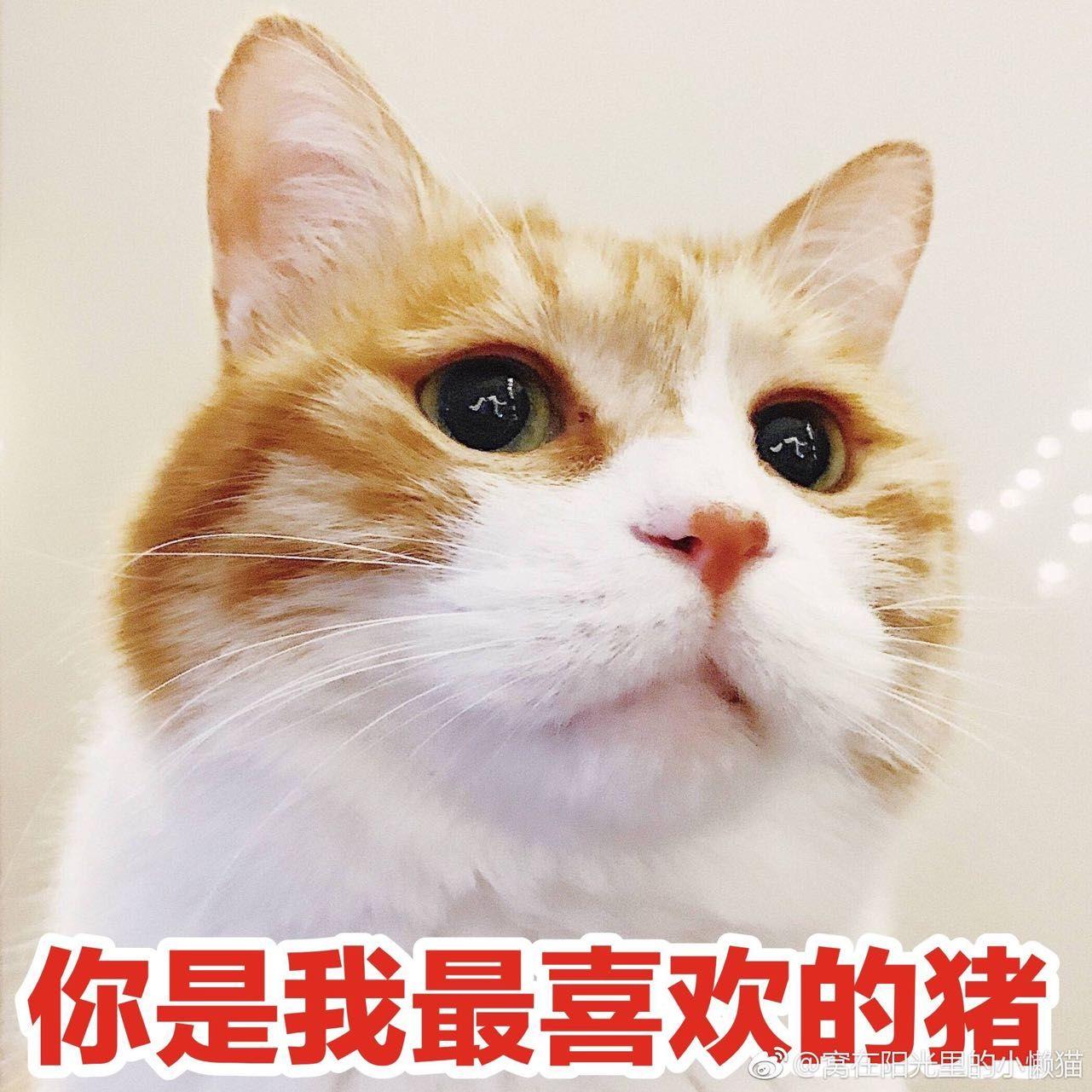 大家有没有这只橘猫的表情包