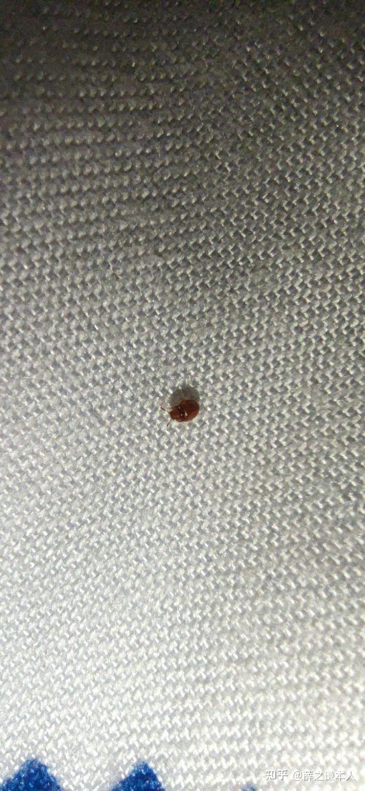 咖啡色椭圆形小虫子图片
