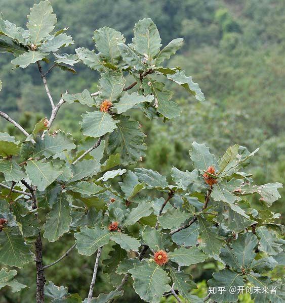 《山海经》中记载西方有神树若木,为何李贺诗云"天东有若木,下置衔