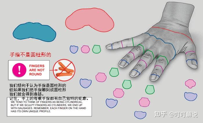 艺术家的手部解剖学:基本形状 - 知乎