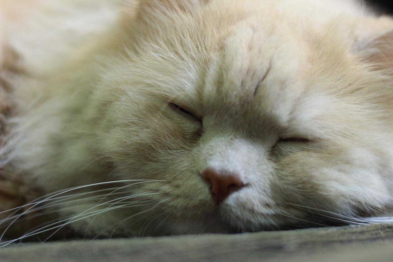 3. 特制颗粒饲料