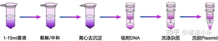 保姆级质粒DNA提取SOP:从试剂配比到内毒素清除,看完这篇少走半年弯路 - 知乎
