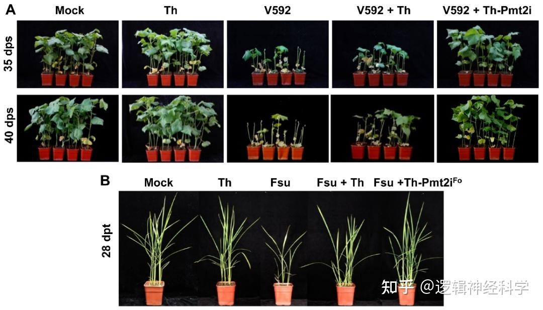 种康/周俭民点评 Nat Plants︱中科院微生物研究所郭惠珊团队发现微生物种间RNAi并创建新型作物病害防控技术体系 - 知乎