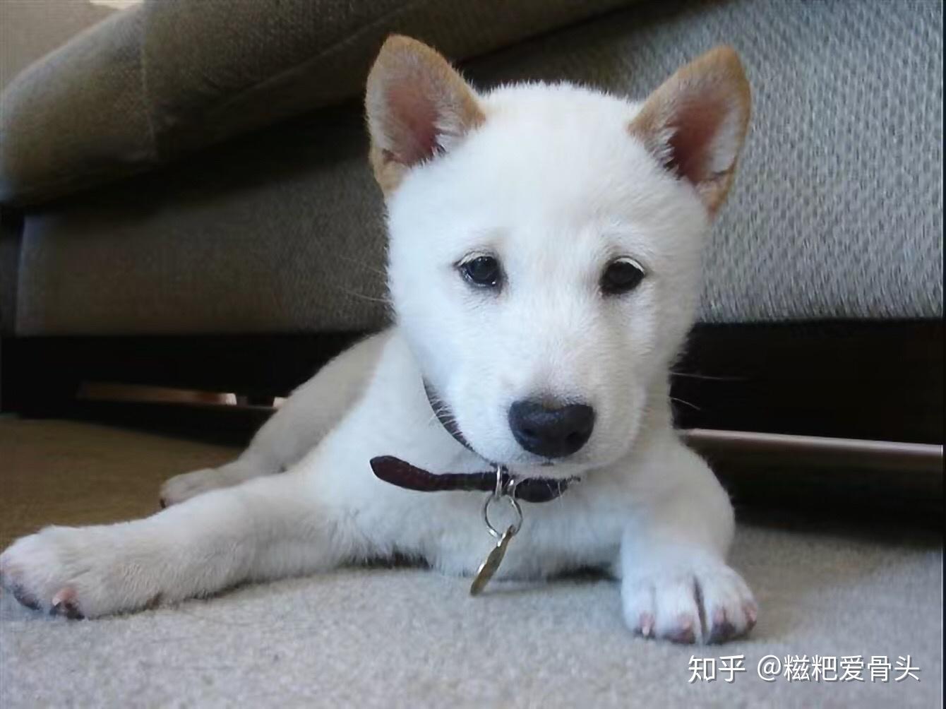 求鉴定,这是白色柴犬吗,耳朵会不会太大了? - 知乎