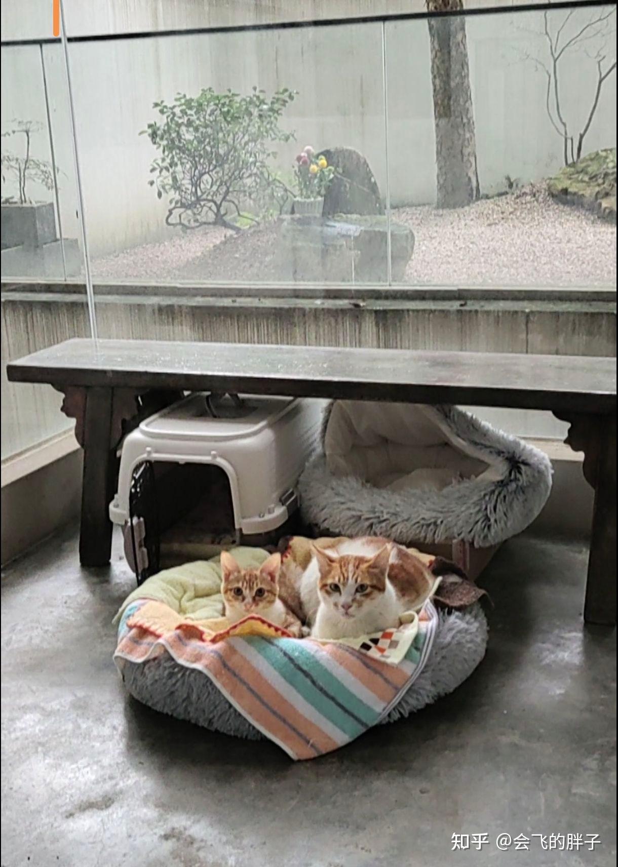 我能看看你家喵喵吗? - 知乎