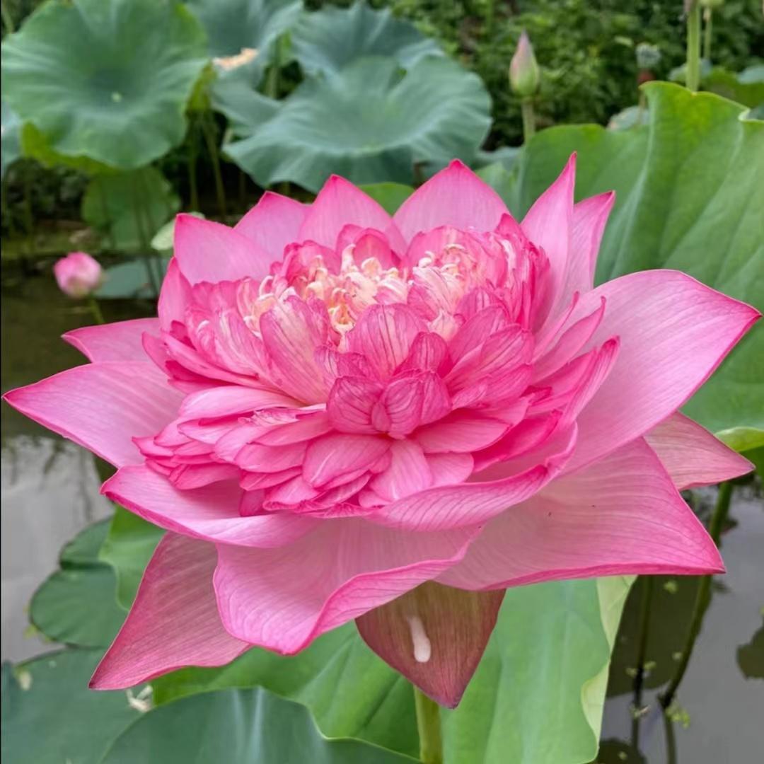 微信头像会影响第一印象吗