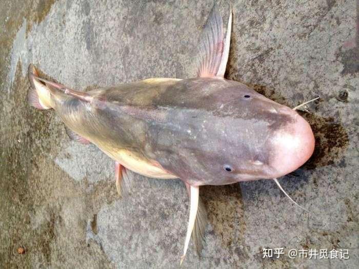 中国 “十大好吃” 的淡水鱼，鳜鱼青鱼上榜，好吃的鱼果然不常见 - 知乎