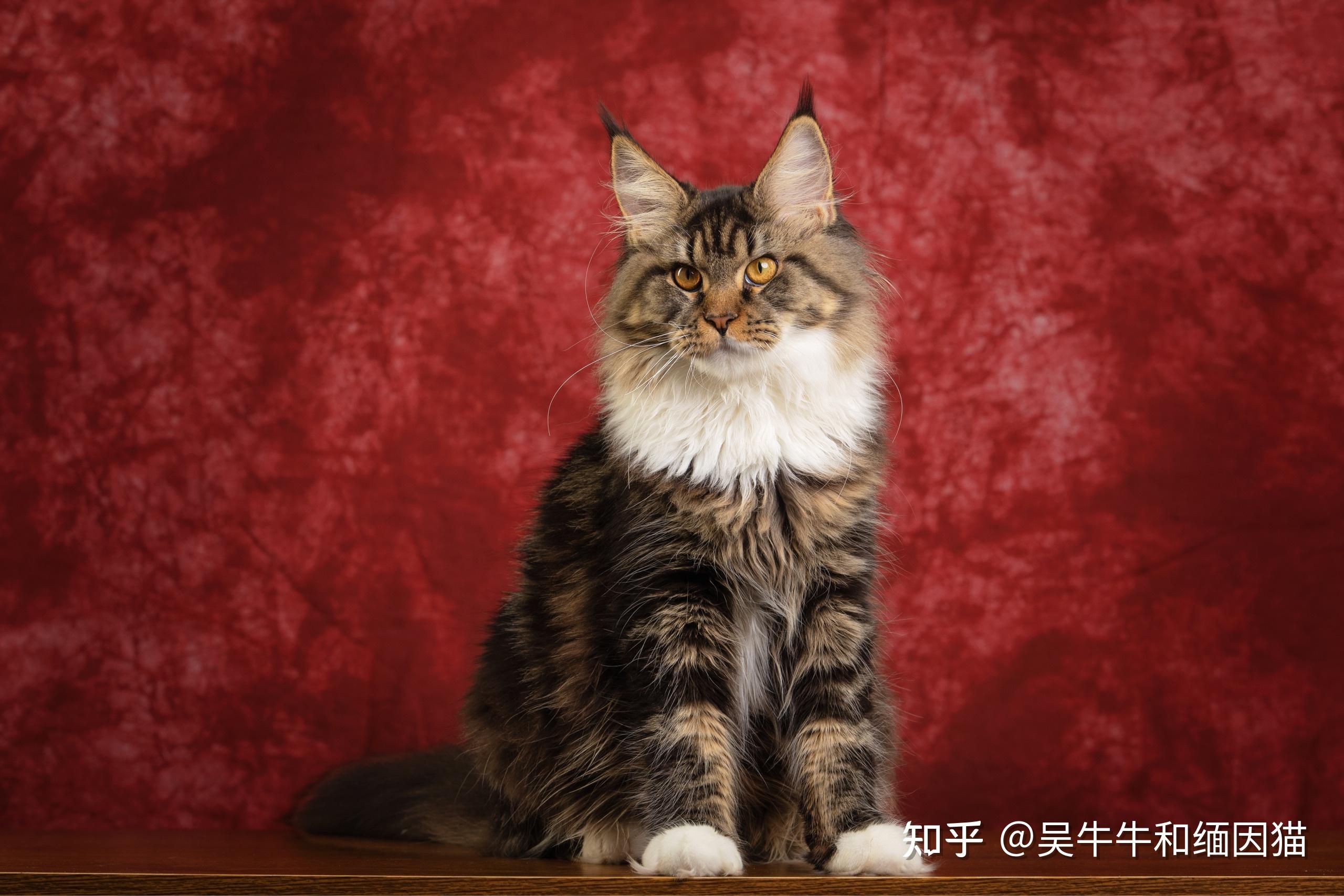 缅因猫帅气壁纸图片