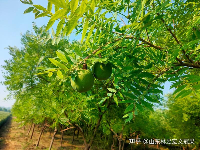 美味与科学:了解文冠果,从《中国植物图鉴》开始 - 知乎