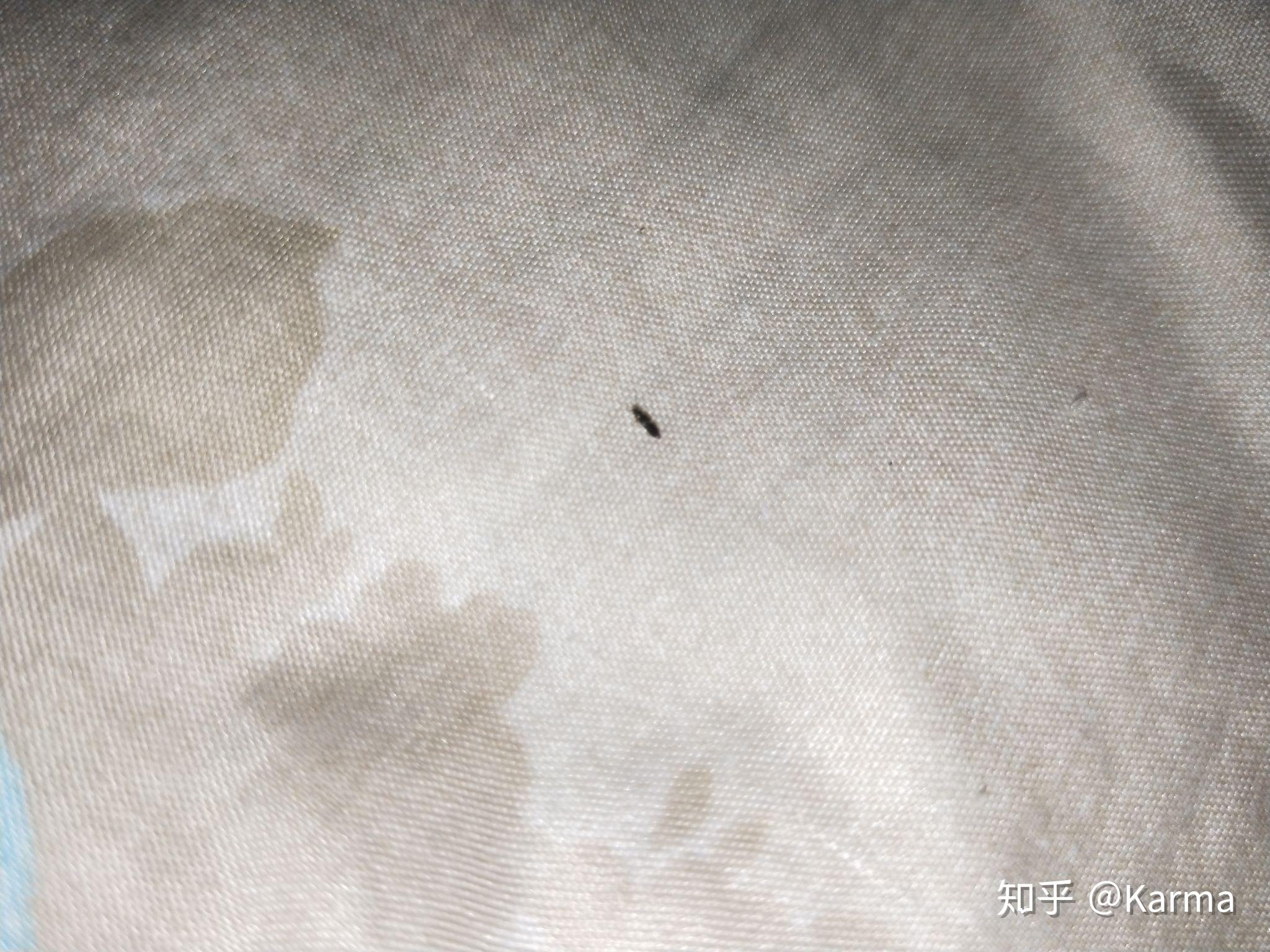 夏天家里床上经常出现一毫米的黑色小虫子,是什么虫(有图片)? 