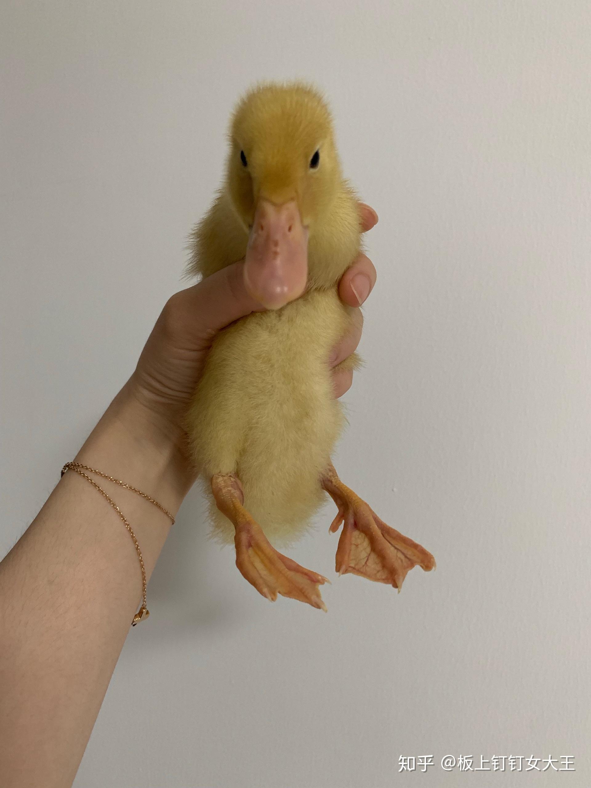养小鸭子做宠物是什么体验