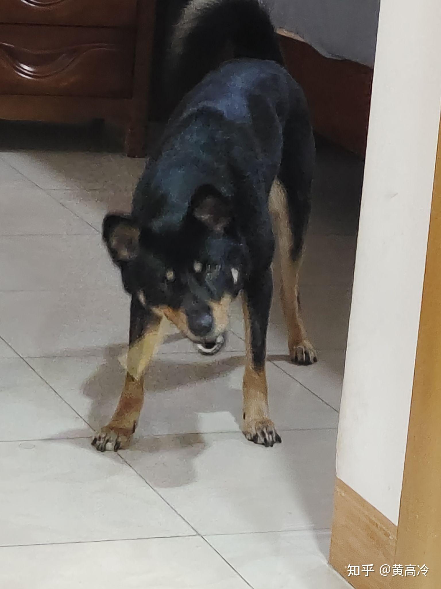 想看铁包金（俗称四眼）毛色的中华田园犬，大家可以发我看看吗？ - 知乎