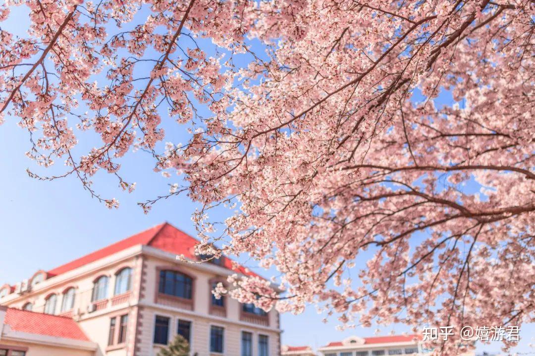 青岛有哪些地方可以看樱花? - 知乎
