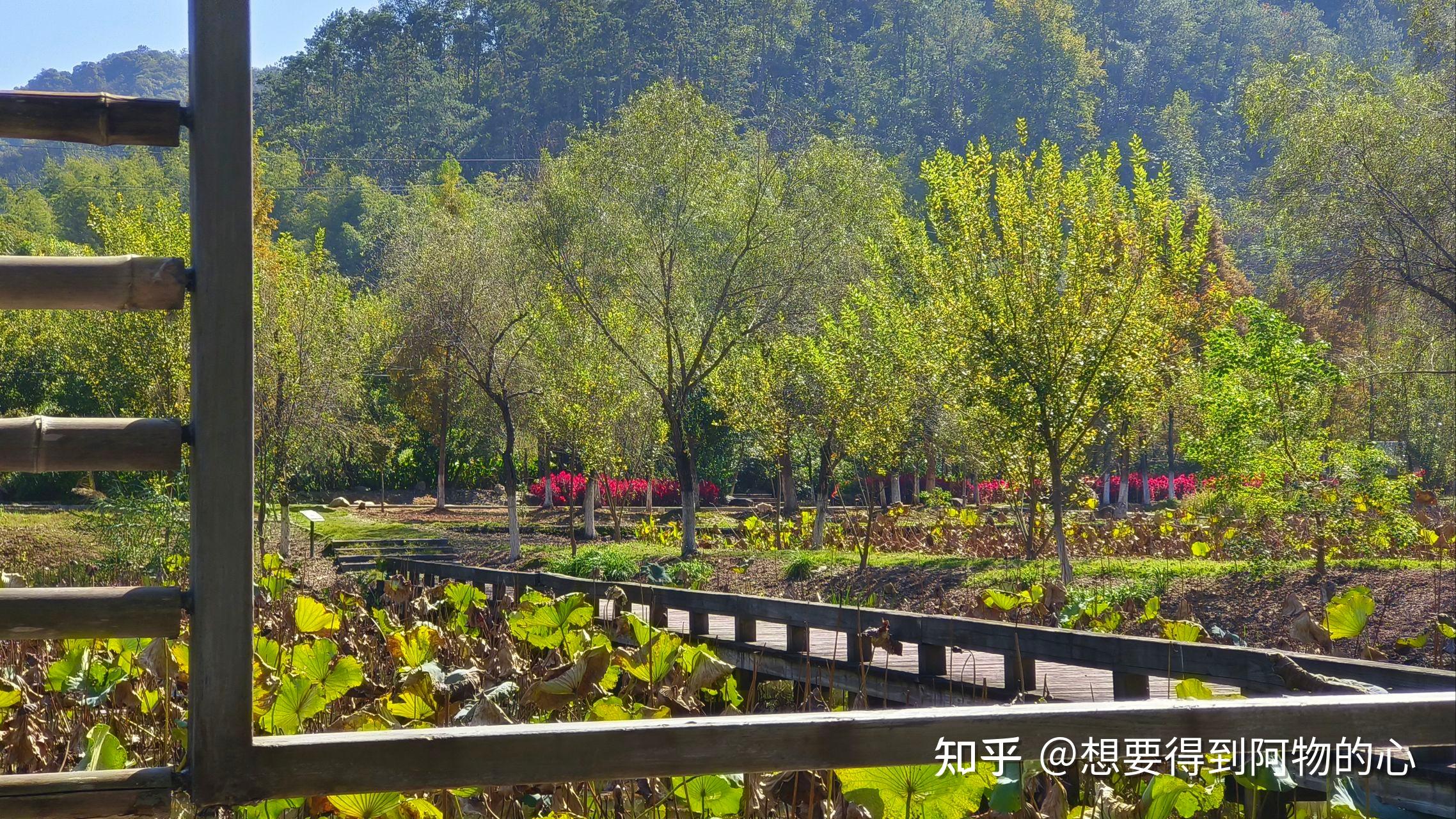 沙县如意湖湿地公园图片