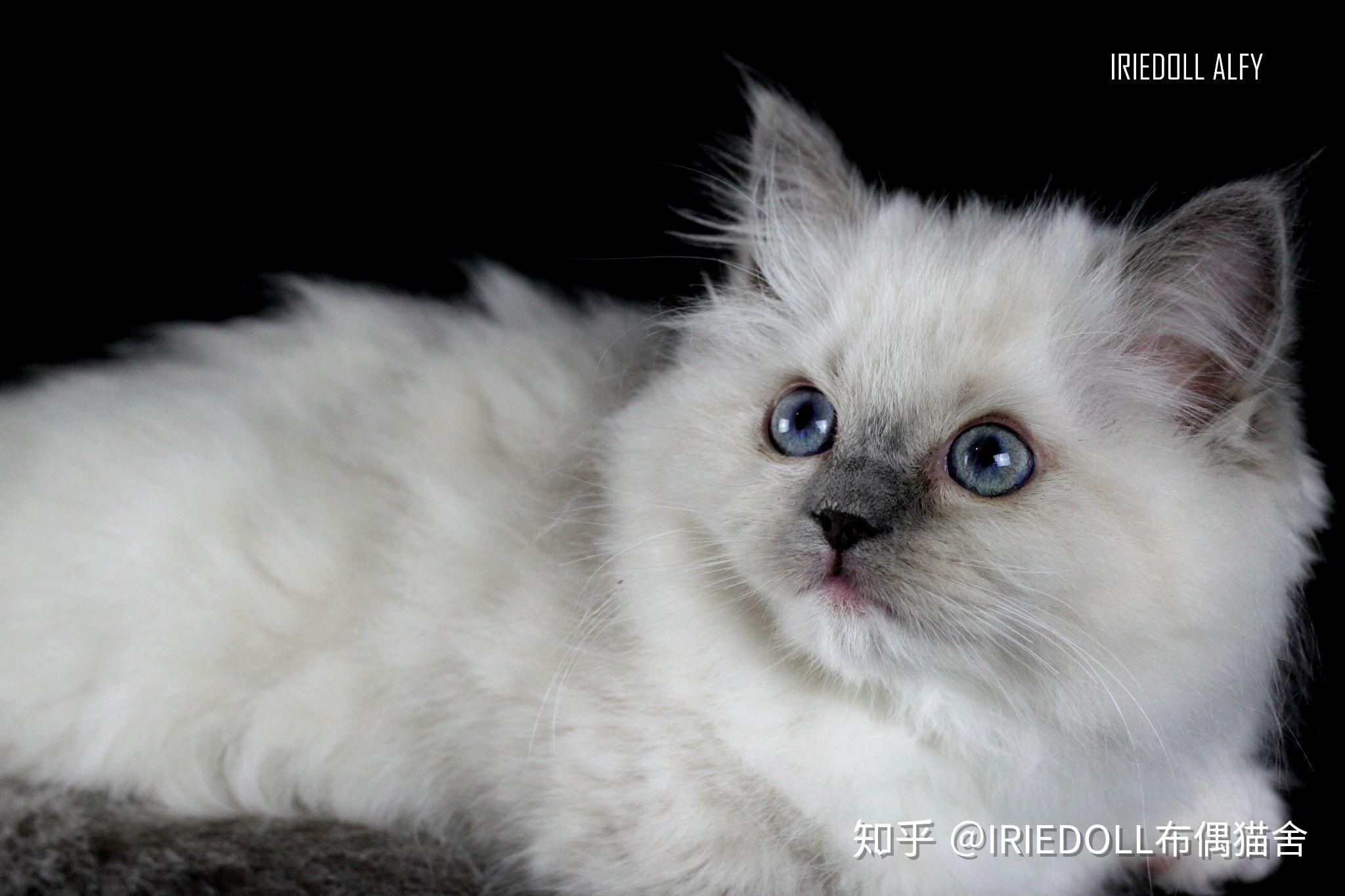 巧克力手套色布偶猫成长记录贴