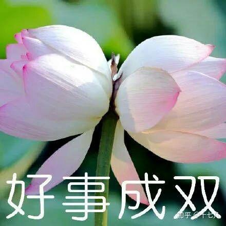 为什么很多中年妇女喜欢用荷花莲花荷塘图片做头像