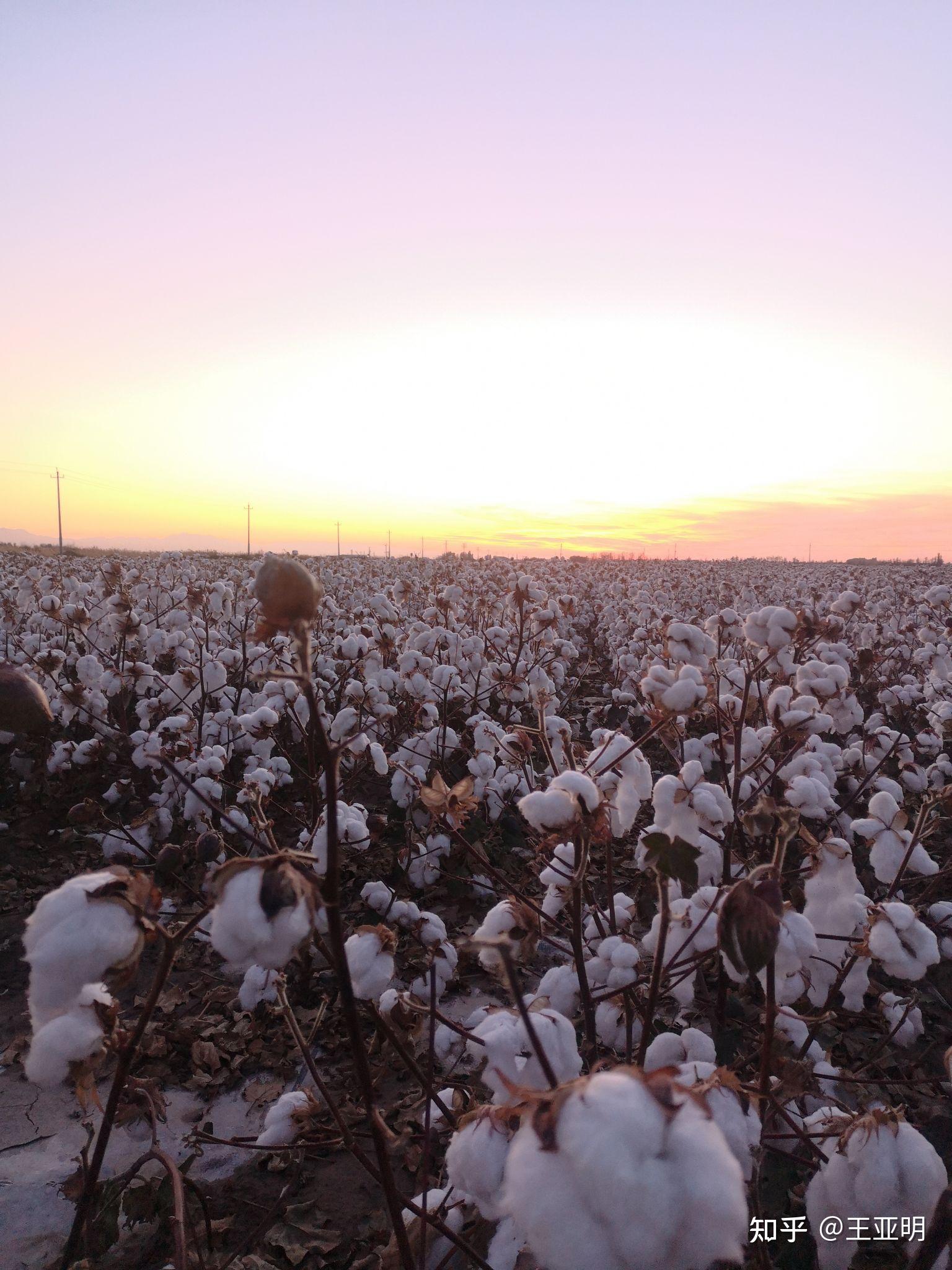 如何看待nike优衣库gapzara等品牌均在境外官网发布禁用新疆棉花的