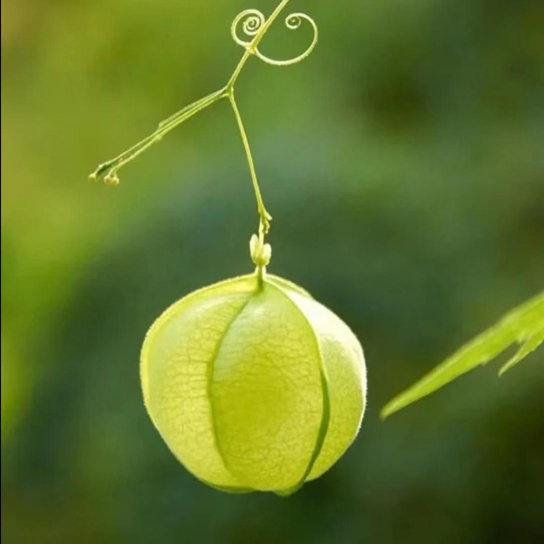 有没有什么可爱的微信头像? - 知乎