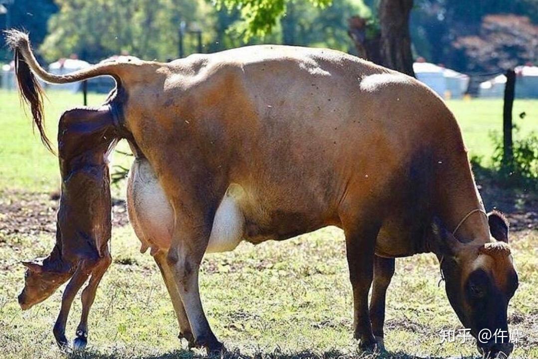 为什么很多动物分娩后会吃掉胎衣