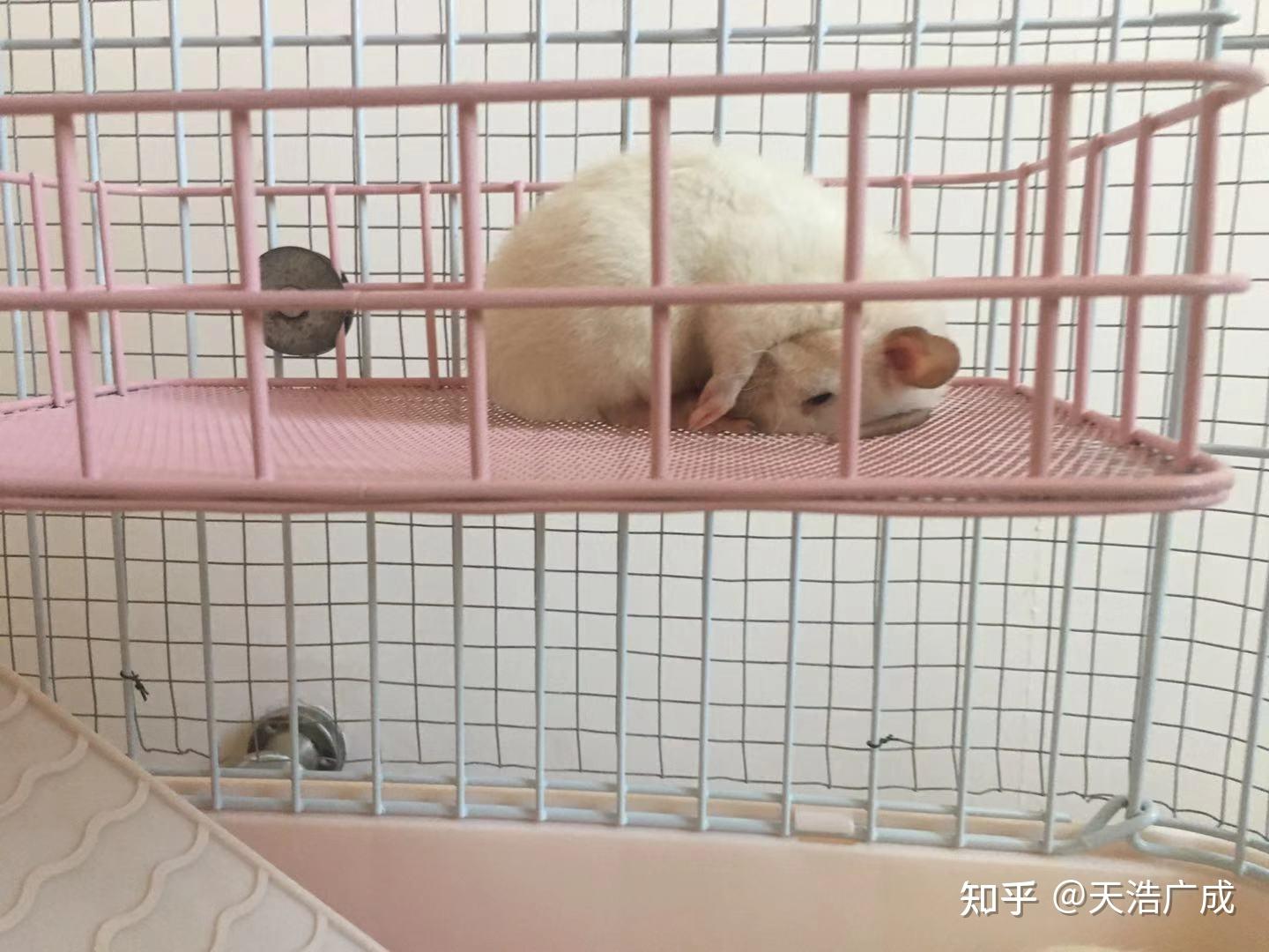 花枝鼠怎么养呢?新手该注意什么呢? - 知乎