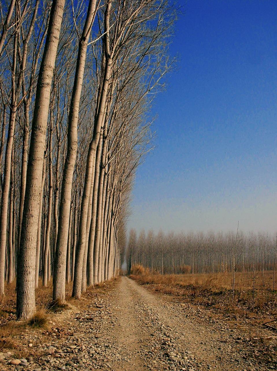 1. 杨树木头价格