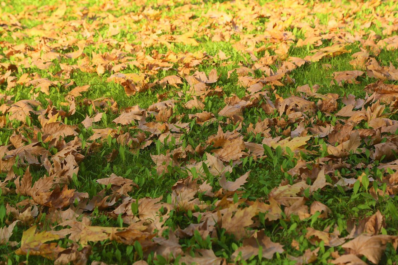 5. 红豆杉落叶诊断