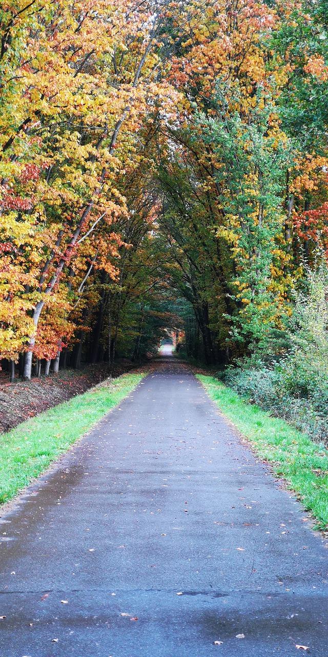 银杏是什么季节的