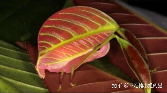 你看到的也许不是植物，而是会吓你一跳的小精灵！ - 知乎