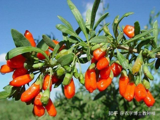 枸杞好吃但不会种？教你一些小技巧，一棵树就能吃一年 - 知乎
