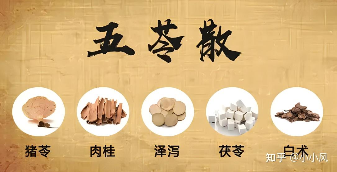 小小风说方剂-五苓散「利水渗湿 温阳化气」 - 知乎