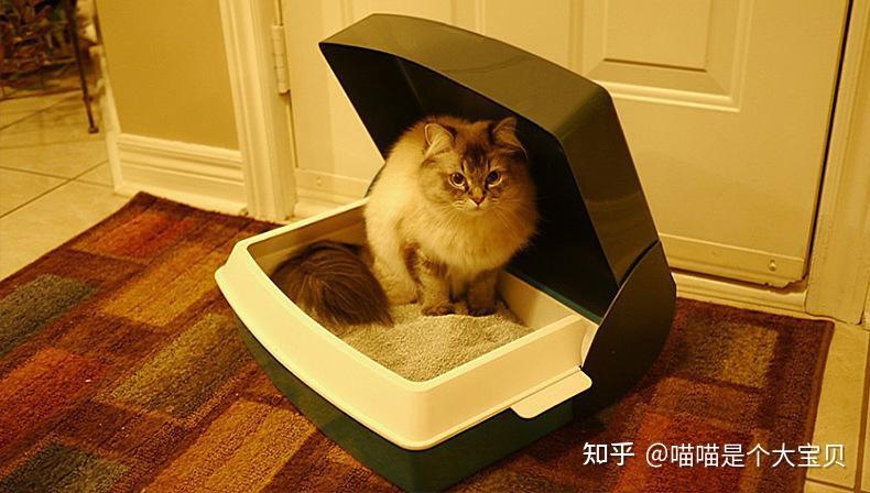 关于猫咪的“性”的冷知识,很少人会知道 - 知乎
