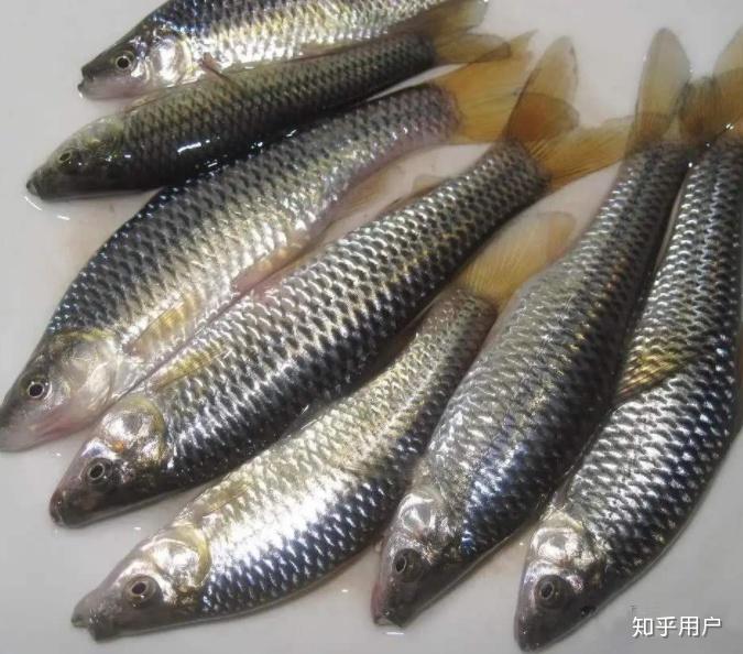 比白条的肚子宽的鱼是什么鱼? - 知乎