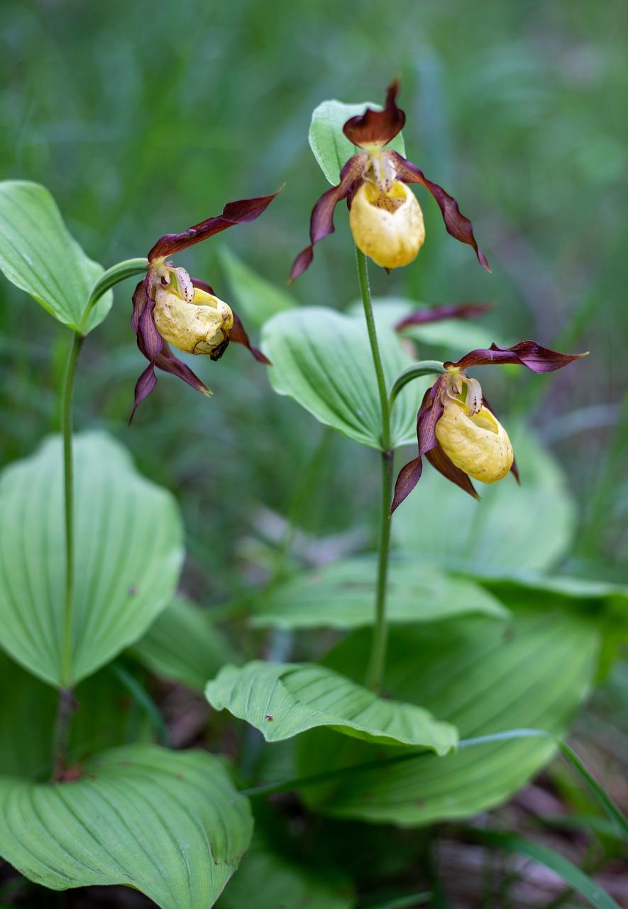 4. 兰花施肥要点