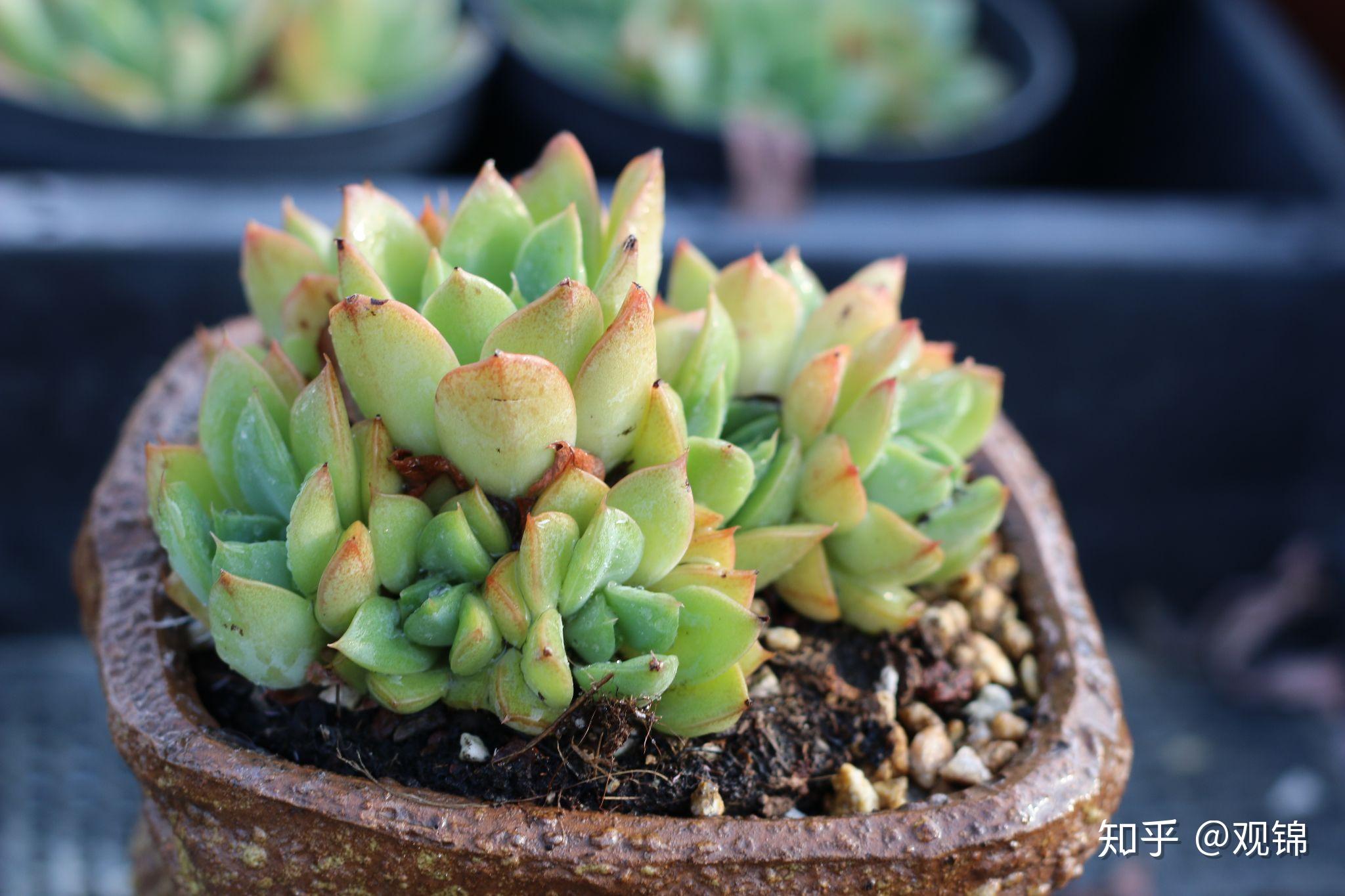 这种多肉是什么品种网上买的叫华美但一直查不到它的信息