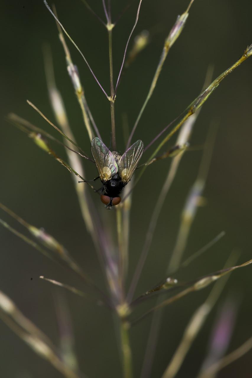 3. 家庭灭蝇妙招