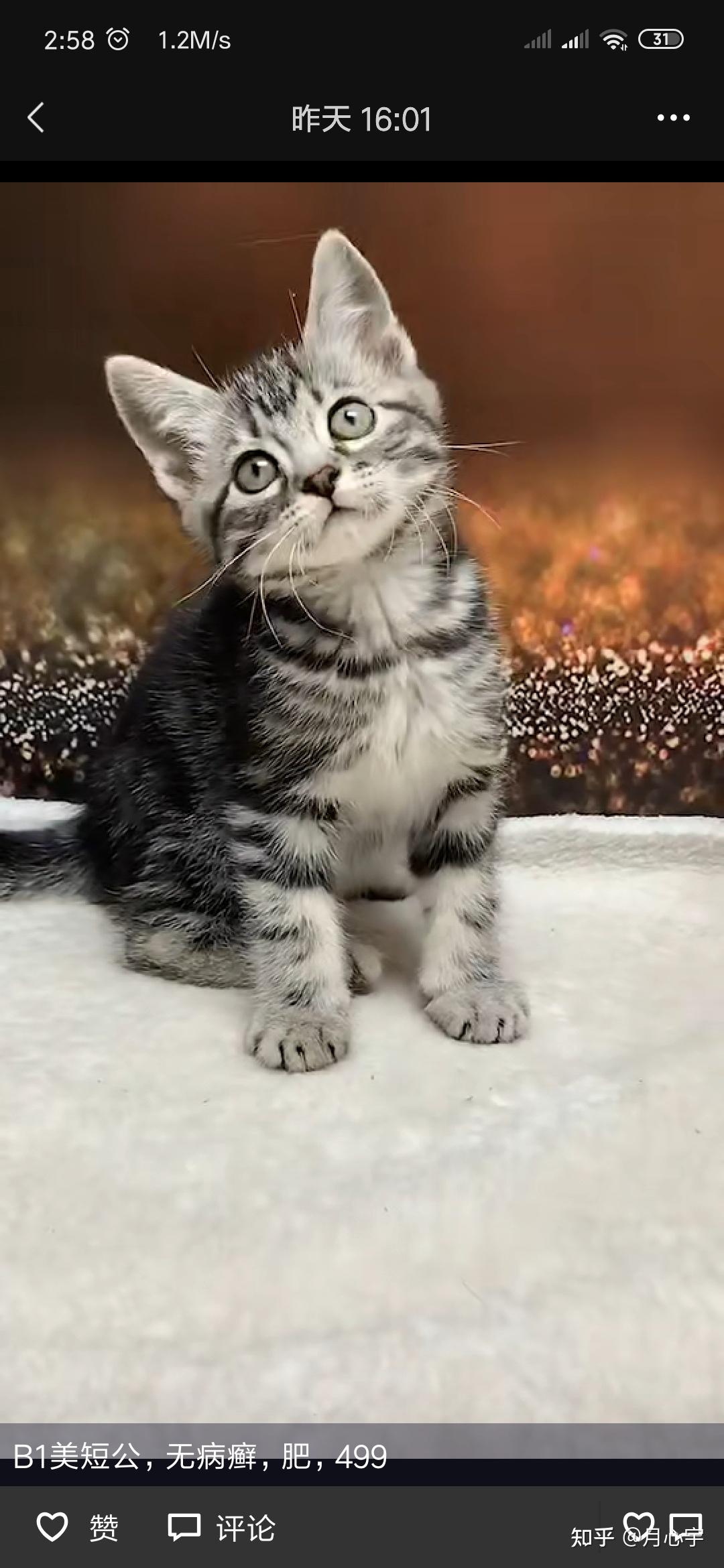 这只美短为什么是蓝色的眼睛? - 知乎