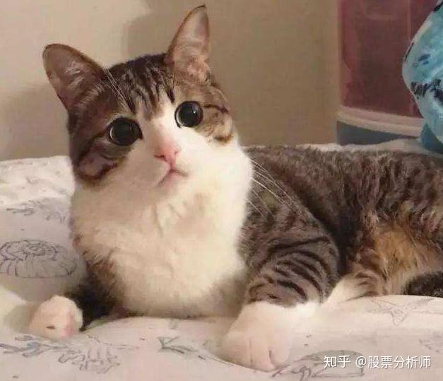 如何区分虎斑猫和狸花猫- 知乎