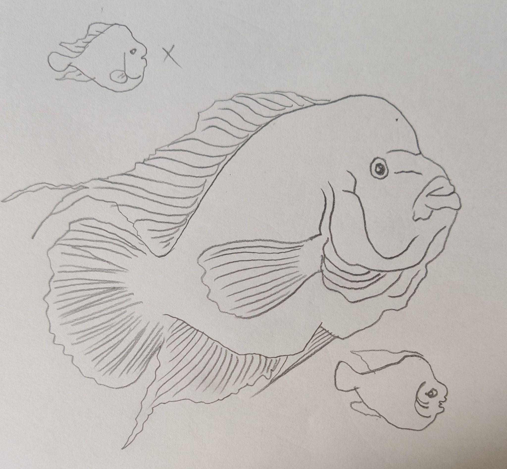 罗汉鱼怎么画鱼的画法十万个怎么画千漫简笔画系列