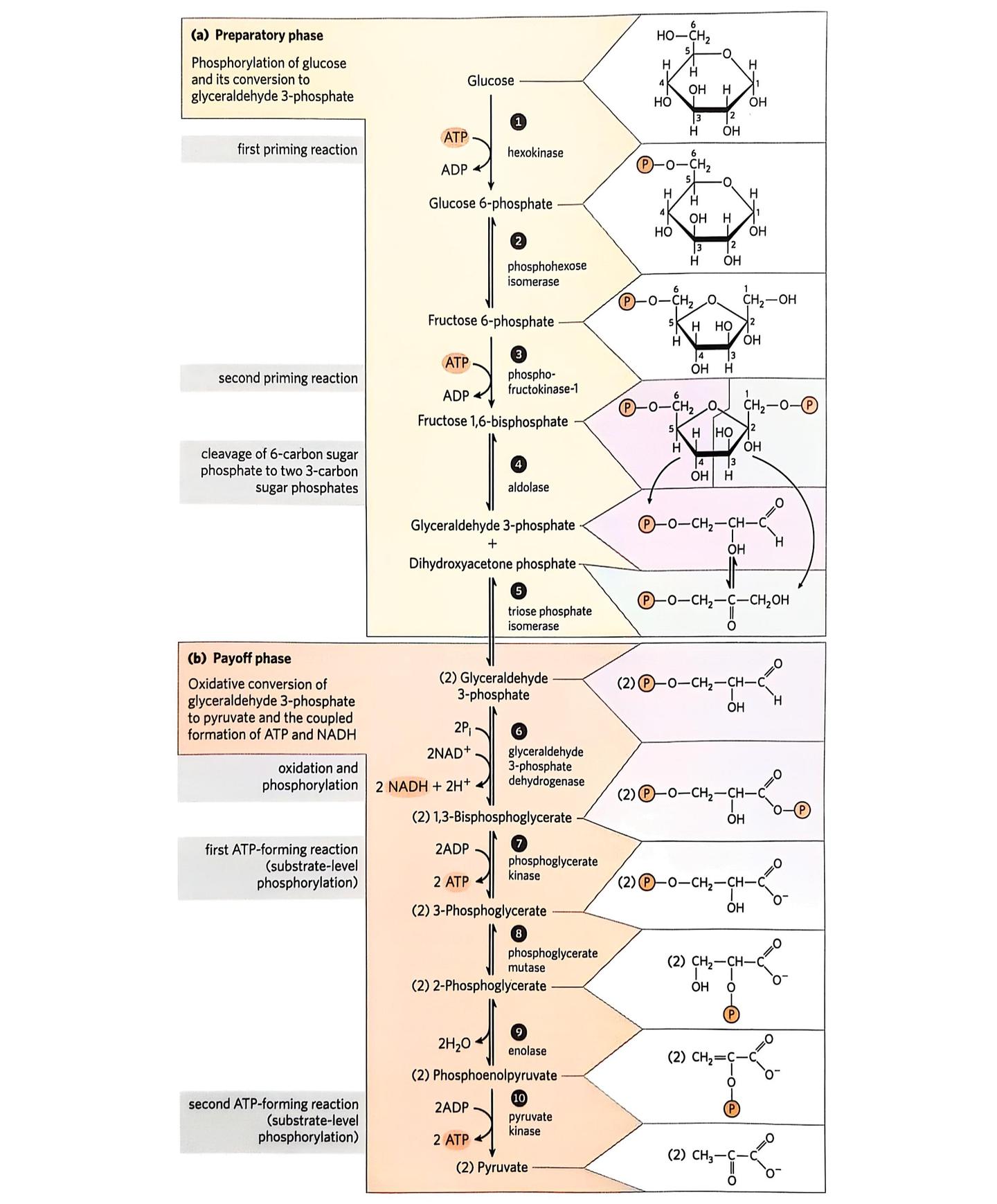 Lehninger生物化学学习笔记 第十四章 糖酵解、糖异生与磷酸戊糖途径（1） - 知乎