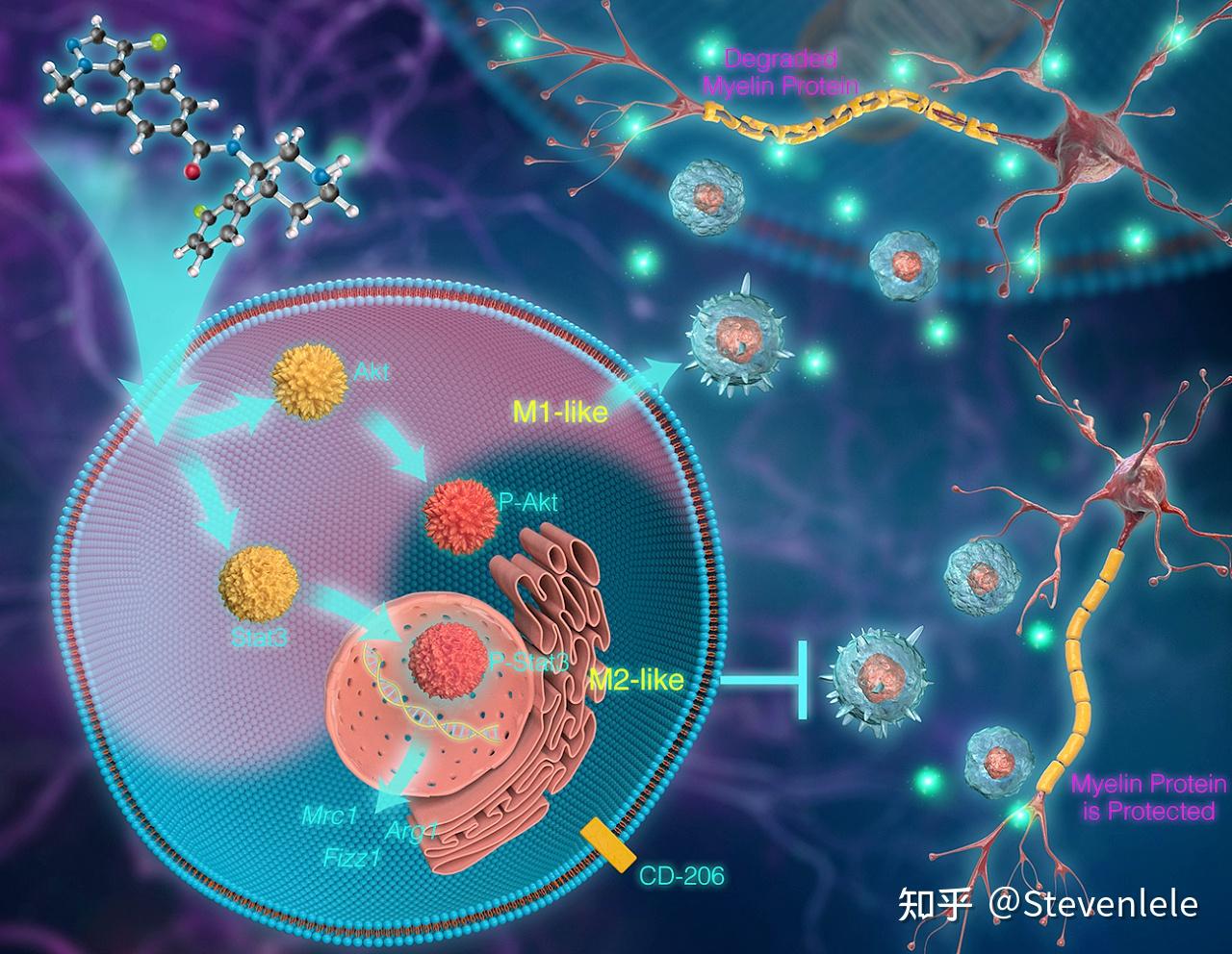 细胞之间是怎么链接的？ - 知乎