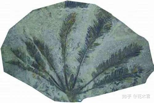 有刺植物的刺是如何起源和演变的?有什么类型和效用? - 知乎