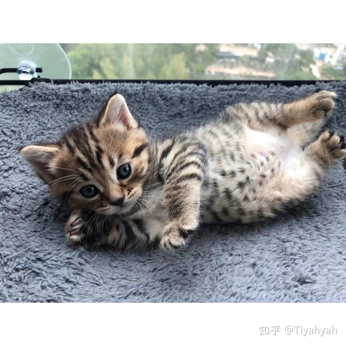 豹猫蓝猫杂交的猫长啥样,求大佬告知? - 知乎