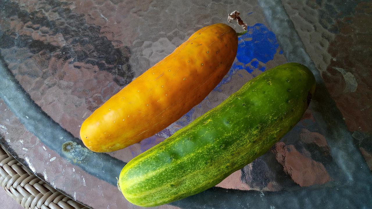 3. 黄瓜采收时机