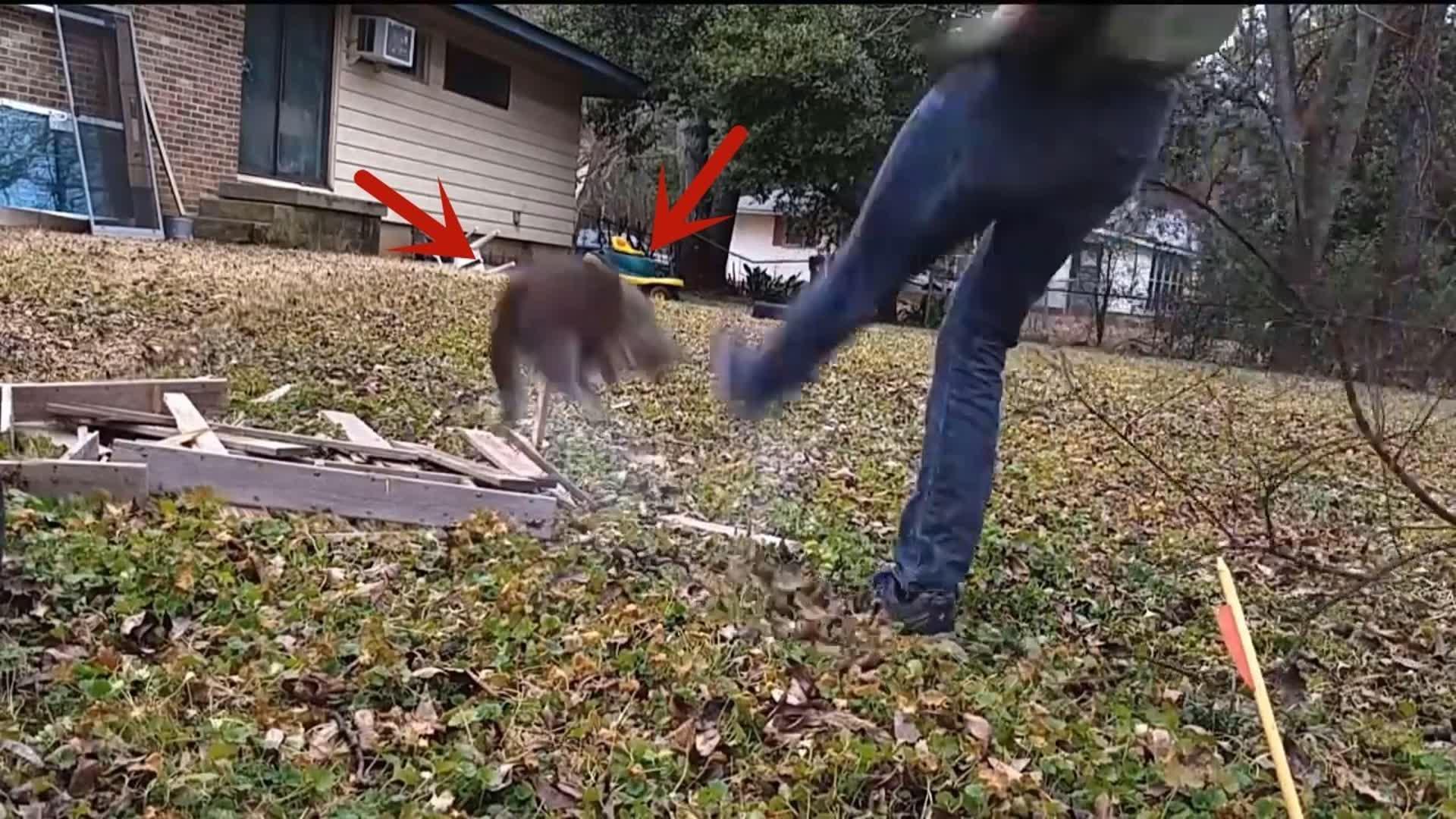 猫咪在草地上闲逛突然被一脚踢飞人们纷纷谴责却不知道真相