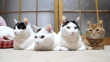 猫咪为什么喜欢做「 揣手手」的动作？ - 知乎
