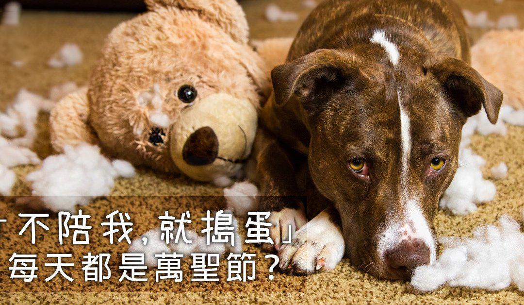 狗狗拆家的原因,怎么治狗狗拆家 - 知乎