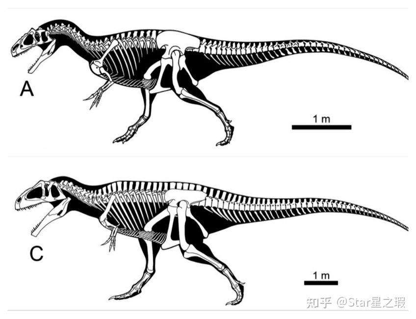 侏罗纪时明明有蛮龙这种体型的恐龙,为什么体型在大型