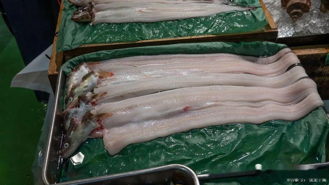 脆肉皖鱼，一种美味的养殖潜力 - 知乎