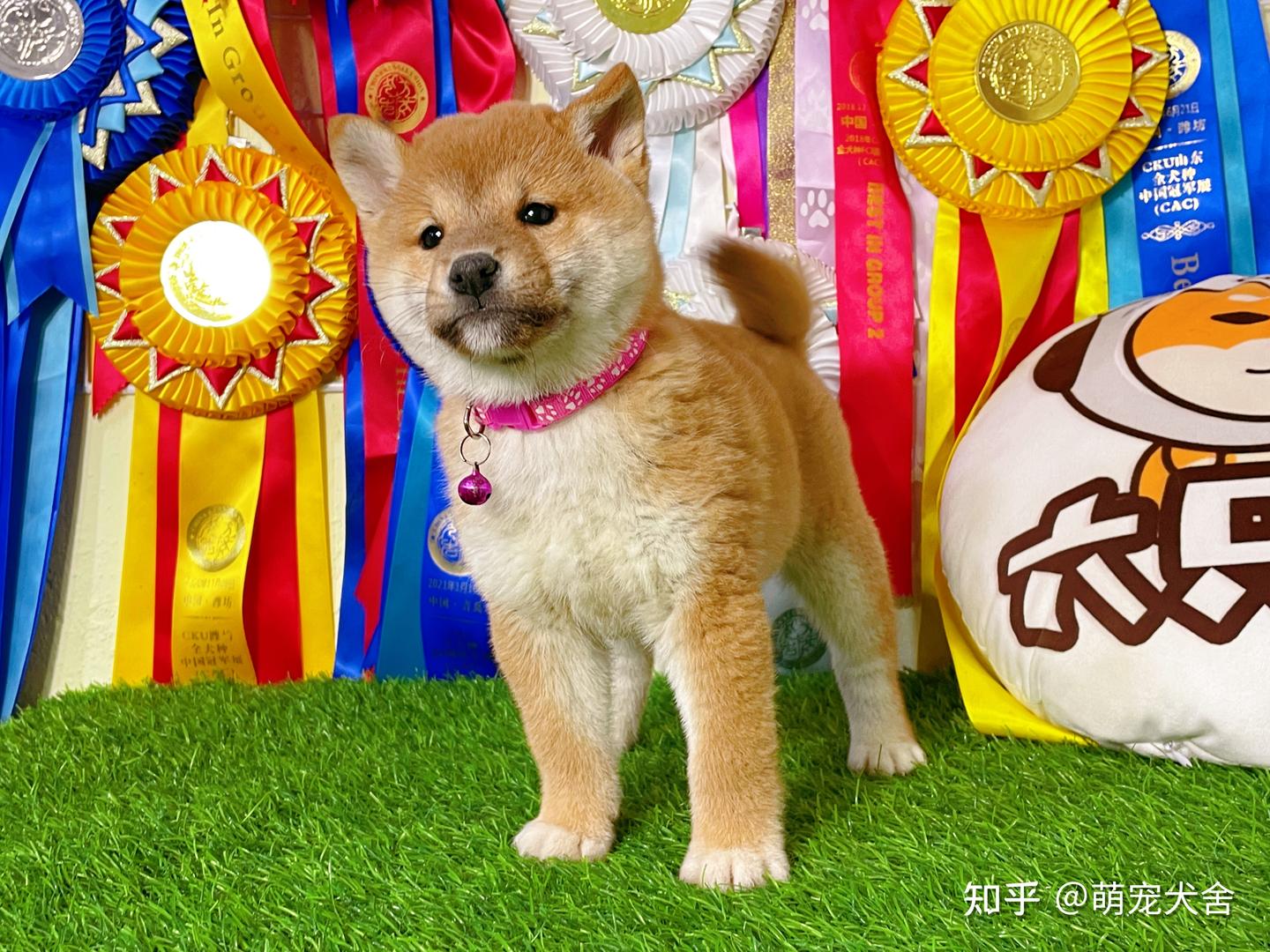 柴犬和哈士奇饲养的5点区别，选择哪个做陪伴犬合适呢？ - 知乎