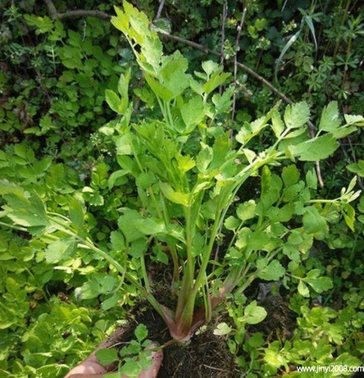 野生水芹菜孕妇可以吃吗